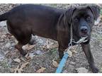 Rhett, Terrier (unknown Type, Medium) For Adoption In Robinson, Illinois