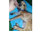 Scott, Dachshund For Adoption In Zephyr, Ontario