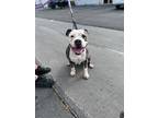 Gale - Foster Or Adopt Me!, American Staffordshire Terrier For Adoption In Lake