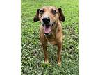 Olive, Dachshund For Adoption In Heber Springs, Arkansas