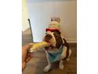 Odin, American Pit Bull Terrier For Adoption In Silverdale, Washington