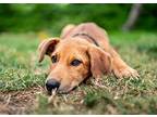 Valor, Doberman Pinscher For Adoption In Irvine, California
