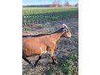 Coffee, Goat For Adoption In Westhampton, Massachusetts