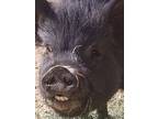 Collie & Fodor, Pig (potbellied) For Adoption In Las Vegas, Nevada