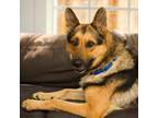 Adopt Helix a German Shepherd Dog