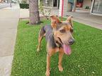 Meg, Doberman Pinscher For Adoption In Santa Ana, California