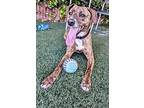 Della, American Pit Bull Terrier For Adoption In Vallejo, California