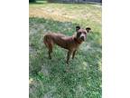 Queenie, American Pit Bull Terrier For Adoption In Newport, Kentucky