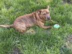 Mlk And Butterscotch - Bonded Must Go Home Together, American Staffordshire