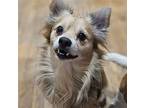 Bruce, Rat Terrier For Adoption In Libertyville, Illinois