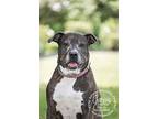Cheerios, American Pit Bull Terrier For Adoption In Newport, Kentucky