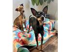 Finch, Miniature Pinscher For Adoption In Boulder, Colorado