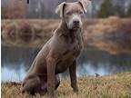 Remmy, American Pit Bull Terrier For Adoption In Newport, Kentucky