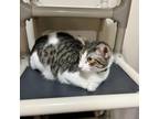 Adopt OLIVER a Domestic Short Hair