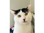 Canyon, Domestic Shorthair For Adoption In Huntingdon, Pennsylvania