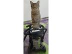 Manning, Domestic Shorthair For Adoption In Anna, Illinois