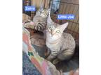 Little Joe, Domestic Shorthair For Adoption In Roseburg, Oregon