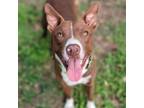 Adopt Rip a Pit Bull Terrier, Basenji