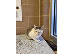 Amalia, Domestic Shorthair For Adoption In Wausau, Wisconsin