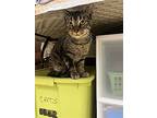 Ears Malone, British Shorthair For Adoption In Olive Branch, Mississippi