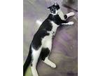 Lee, Domestic Shorthair For Adoption In Anna, Illinois