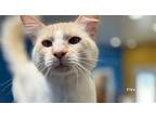 Coconut, Siamese For Adoption In Santa Rosa, California