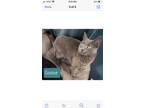 Goose, Domestic Shorthair For Adoption In Roseburg, Oregon