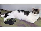 Logan, Domestic Shorthair For Adoption In Anna, Illinois