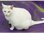 Precious, Domestic Shorthair For Adoption In Anna, Illinois