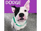 Adopt Dodge a Boxer, Mixed Breed