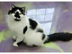 Liberty, Domestic Mediumhair For Adoption In Anna, Illinois