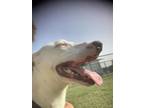Adopt Luca a American Staffordshire Terrier, Mixed Breed