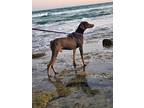 Ruger, Doberman Pinscher For Adoption In Scottsdale, Arizona