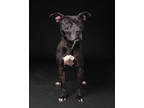Kate, American Pit Bull Terrier For Adoption In Wausau, Wisconsin