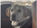 Thorpe, Labrador Retriever For Adoption In Denton, Texas