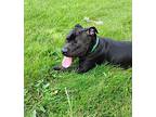 Emerald, American Pit Bull Terrier For Adoption In Lincoln, Nebraska