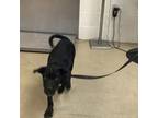Adopt Benjamin Button (Benji) a Shar-Pei, Mixed Breed