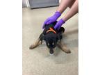 Adopt 56438578 a Doberman Pinscher, Mixed Breed