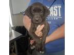 Adopt Levi a Retriever