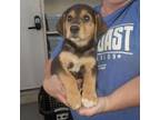 Adopt Loki a Retriever