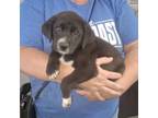 Adopt Luca a Retriever