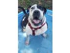 Adopt Goober a American Staffordshire Terrier, Mixed Breed