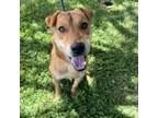 Adopt Tony a Shiba Inu