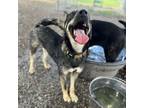 Adopt Rusty a Shepherd
