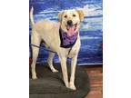 Adopt Max a Labrador Retriever, Australian Cattle Dog / Blue Heeler