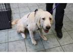 Adopt Yeller a Great Pyrenees, Labrador Retriever