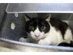 Adopt Rodolfo a Domestic Short Hair