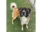 Adopt Big Ol` Baby a Anatolian Shepherd, Mixed Breed