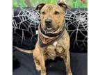 Adopt Pharaoh a Pit Bull Terrier