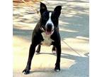 Adopt Big Mac a Terrier